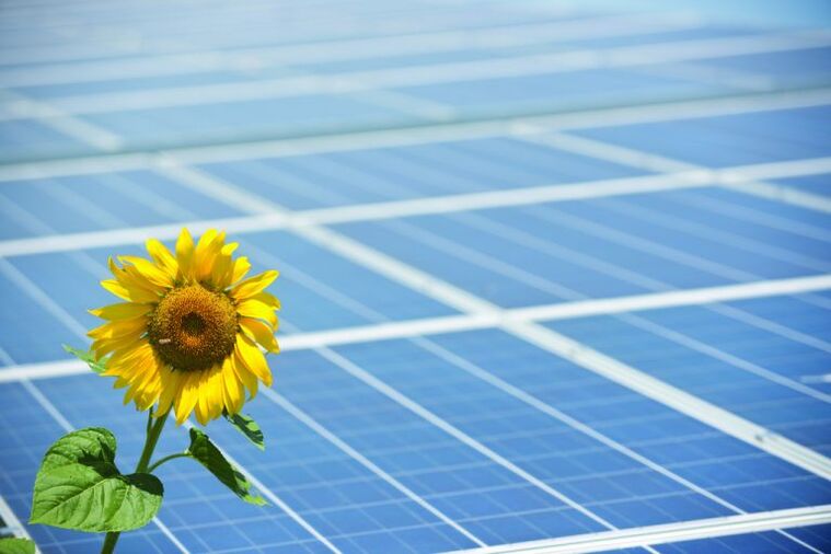 słoneczniki i panele słoneczne do oszczędzania energii